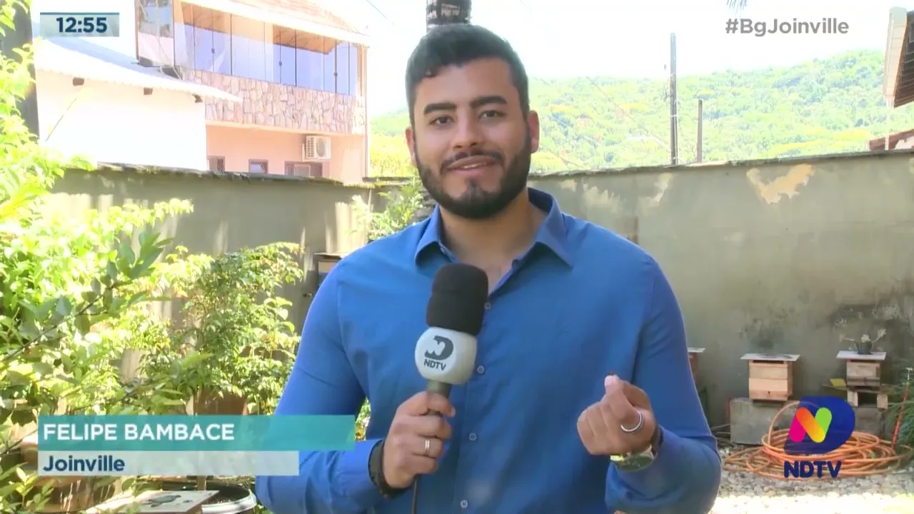 Abelhas sem ferrão: insetos não oferecem perigo e são essenciais para as plantas