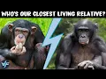 Who s Our Closest Living Relative Chimpanzee or Bonobo