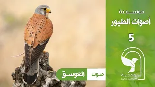 صوت باشق عوسق شرياص صقر جراد بوعميرة شبوط Common Kestrel Sound Crécerelle Torenvalk کسٹریل Kerkenez 