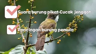 Download SUARA BURUNG PIKAT CUCAK JENGGOT !! gacor buat Pancingan pemula MP3