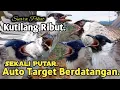 Download Lagu PUTAR SEKARANG,‼️ SUARA PIKAT KUTILANG RIBUT, AMPUH MEMANGGIL YANG LIAR..