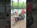 Download Lagu Viral video SokYaa,Sokhaa, Pao \u0026 Mom Are Famous Around The World #shorts