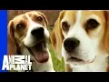 The Beloved Hound The Beagle Dogs 101