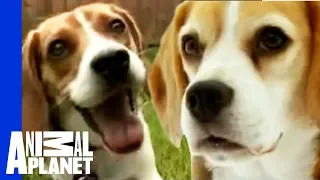 Download The Beloved Hound: The Beagle | Dogs 101 MP3