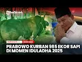 Download Lagu Prabowo Kurban 985 Ekor Sapi di Momen Iduladha 2025