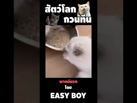 สัตว์โลกกวนตีน พากย์นรก #short #easyboy #คลิปฮา #เบสไวน์