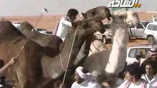 جديد الساحة 1436 هـ النايفة مسيرة فردية الشيخ أحمد بن ندا بن عشوان المطيري 