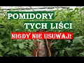 Download Lagu POMIDORY - TYCH LIŚCI NIE WOLNO USUWAĆ! ZOSTANIECIE BEZ OWOCÓW!