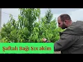 Download Lagu Super İntensiv Şaftalı Bağı Tel ilə əkim