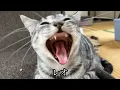 Download Lagu 名前を呼ぶと返事してくれるようになった子猫レオ君