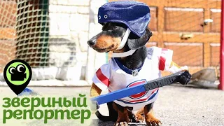 Звериный репортер. Самые смешные видео про животных. Пес-хоккеист, охота за мышкой, лебедь-воришка