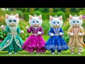 Download Lagu Dudi Dudi Dam Dam 💃💃💃 Cutest  Cat Dancing On Dudi Dudi Dam Dam😺  #dudidudi #dumdum #catdancing