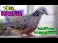 Download Lagu Pancingan TEKUKUR GACOR 100% Manjur sekali Putar Langsung Nyaut.