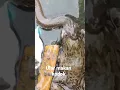ular makan kodok kebesaran