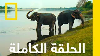 عمليّة الفيل | أبطال الغابة | ناشونال جيوغرافيك أبوظبي