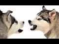 Husky VS Malamute