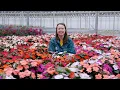 PETITTI SunPatiens Spotlight Grow For Sun Shade Repeat Blooms