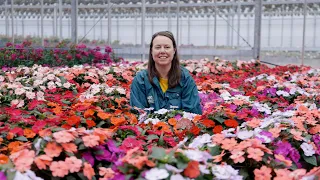 PETITTI SunPatiens Spotlight Grow For Sun Shade Repeat Blooms