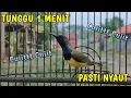 Download Lagu Cuit Cuitt Ucekk Ucekkk Pancingan SOGON cepat Nyaut Nembak #sogokontong #sogonbahan #sogon #hútmật