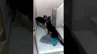 كلاب چرمن يوسف  كلاب چرمن يوسف