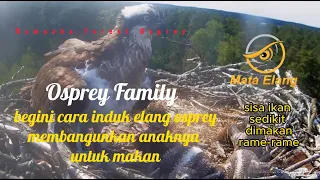 sisa ikan dimakan rame rame elang osprey