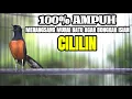 Download Lagu MASTERAN MURAI BATU GACOR MATERI KOMPLIT NEMBAK CILILIN INI AMPUH BUAT PANCINGAN MURAI ANDA