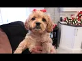 Puppy Growing from 8 Weeks to 1 Year Cavapoo Puppy