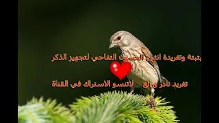 تغريد انثى التفاحي تغريد نادرجدا التغريد الوحيد لتحفيز وتهييج الذكور دندنها