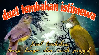 cucak jenggot dan brinji tungir tembakan istimewa