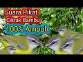 Suara Pikat Burung Cikrak Bambu Ribut ||| 💯% Ampuh 1 Menit Pasti Respon