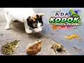 Download Lagu ADA KODOK versi REMIX Terbaru, Lagu Populer Sepanjang Masa | Kucing Meong-meong ~ Cicak di Dinding