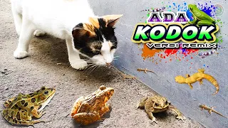 Download ADA KODOK versi REMIX Terbaru, Lagu Terpopuler Sepanjang Masa | Kucing Meong-meong MP3