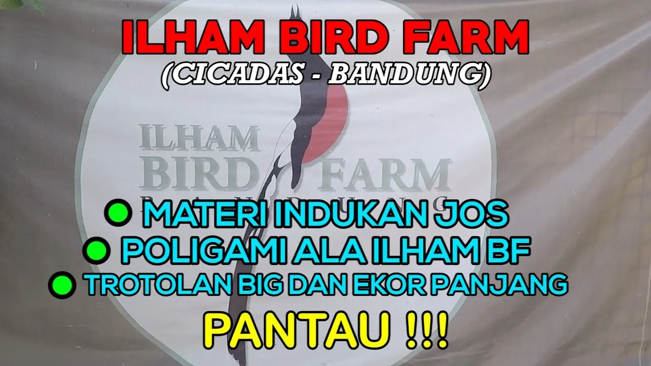 
          
          
          
            
            Kang ILHAM BF, ternak Murai Batu medan dan sabang ekor panjang.
          
        . 