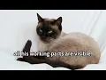 U42 Lost, One Siamese Cat by Moira Andrew | S3 Girls (78th HK Schools Speech Festival 2026)