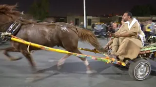 عربات خشبية تجرها خيول تجوب شوارع القاهرة المزدحمة 
