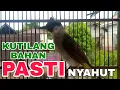 Download Lagu SUARA KUTILANG BELAJAR BUNYI UNTUK PANCINGAN DAN MASTERAN
