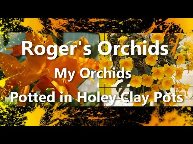MY ORCHIDS POTTED IN HOLEY CLAY POTS