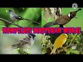 Download Lagu MASTERAN MURAI || Gereja Tarung,Kenari,Cililin,Murai Air