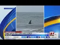 Fins spotted in water off Oak Island