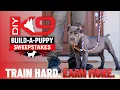 Live CANE CORSO Puppy Training