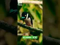 Download Lagu Keajaiban Suara Burung! Unik dan Mempesona, Bikin Terpana!