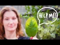 Download Lagu What Your Citrus Leaves Are DESPERATELY Trying to Tell You