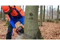 Download Lagu Baum fällen - sicher und richtig, Teil 1: Grundlagen
