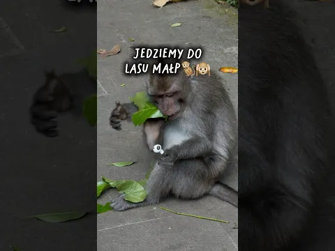 MAŁPA UKRADŁA KOMUŚ SŁUCHAWKI😱🙉