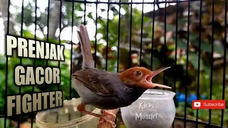 prenjak gacor narung bikin emosi lawan