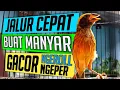 Download Lagu 4 CARA CEPAT MERAWAT MANYAR Agar GACOR NGEPER - Rawatan Harian MANYAR GACOR