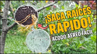 Propagación por Acodo Aéreo: Guía Práctica y Resultados Reales