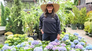 Hydrangeas How to Care and Grow Healthy Blooms