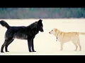 Download Lagu Un Lobo Negro De Alaska Acechó A Un Fotógrafo Y Lo Que Ocurrió Después Te Sorprenderá