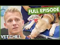 Heartbreaking Dog May Not Wake From Surgery S3 Ep13 Vet on the Hill